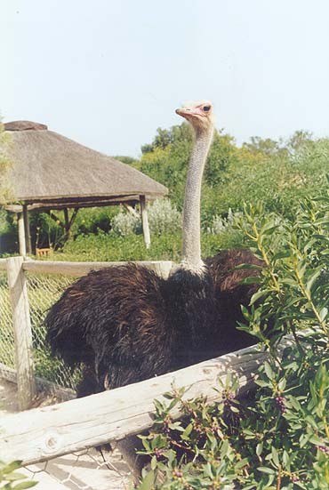 zoo11.jpg